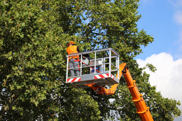 Best Commercial Tree Services  in Manchester, PA